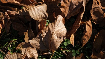Autumn brown foliage close-up. Autumn composition.