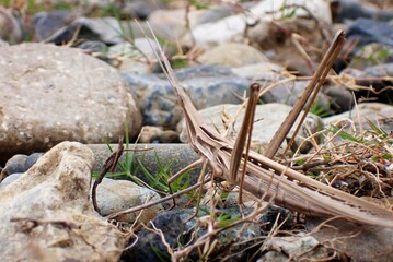 ショウリョウバッタ　Acrida cinerea 
