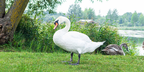 White swan onlake shore. Swan on beach. Selective focus.