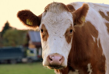 Milchkuh mir weißem Kopf, braunen Ohren und Augen