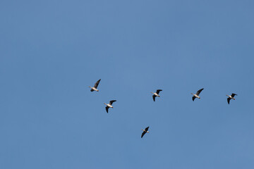 Wildgänse fliegen in den Süden