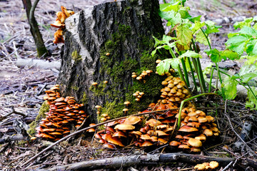 Opyat mushrooms on a birch stump in the forest selective focus