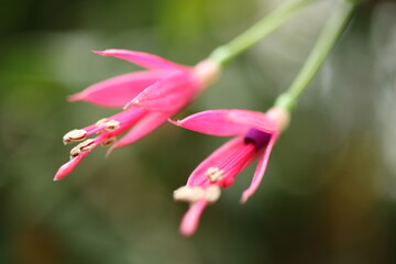 Pinke Blüten im Detail