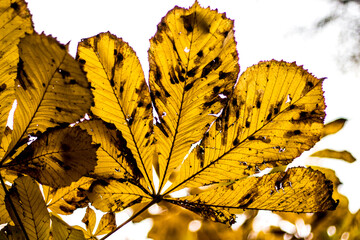 autumn leaves on a tree