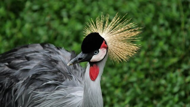Black crowned crane Balearica pavonina looking at the camera portrait bird beautiful golden crown blue eyes blurry background
