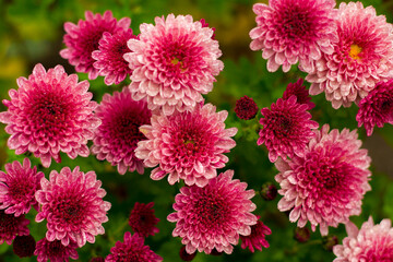 Autumn flowers, garden flowers