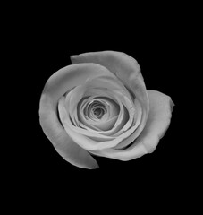 Black and White Rose on Black Background. monochome
womans day. valentine. march 8