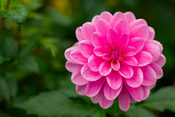 pink dahlia flower