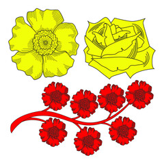 Hand drawn vector of roses in line style. For heraldry design, invitation, greeting card.
