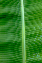 Fresh green banana leaf texture close up