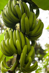 Green fresh banana bunch on the tree