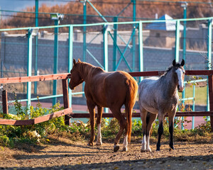 horse and foal