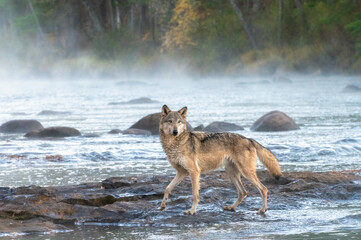 Grey Wolf crossing a Misty River at Dawn