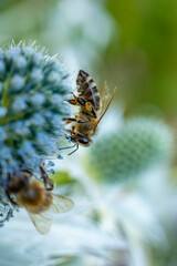 Bee at work on a blue Flower