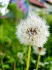 dandelion on green background