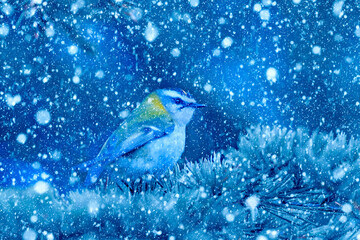 Winter season and birds. Falling snow. Blue nature background. Bird: Common Fire crest. 