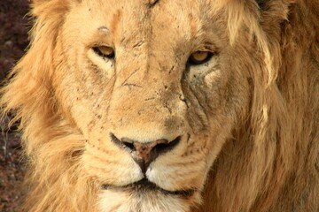 Le roi lion (un vrai guerrier)