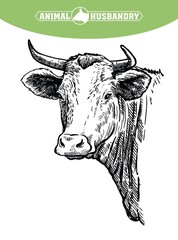 Breeding cattle. head of a Texas longhorn. vector sketch on white background