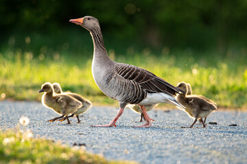 Gänsefamile im Park