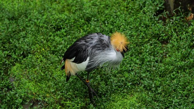 Black crowned crane Balearica pavonina in the grass Martinique zoo 
