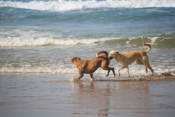 dogs play in the waves, ocean coast, Morocco
