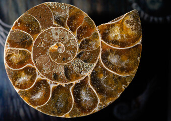 Ammonite