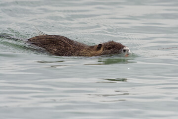 Coypu (Myocastor coypus) - France