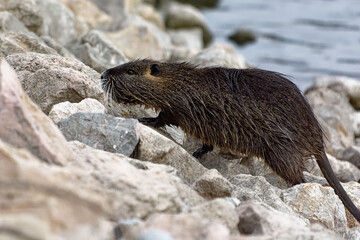 Coypu (Myocastor coypus) - France