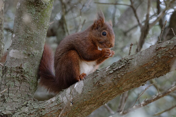 Red Squirrel (Sciurus vulgaris) on a tree branch