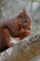 Red Squirrel (Sciurus vulgaris) on a tree branch