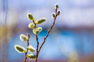 Willow branch with catkins near the river on a blurred background