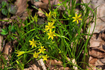 Spring yellow flowers goose onions germinate through dry leaves
