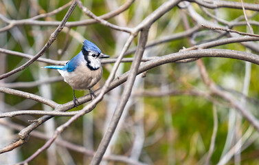 A Bluejay Perched on Bare Branch of a Tree Looking Alert and Curious