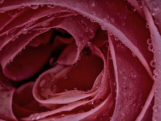 drops on roses. Abstract flower with pink rose on black background - Valentines, Mothers day, anniversary, condolence card. Beautiful rose. close up roses . red kamala . panorama