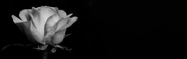 Black and White Rose on Black Background. monochome
womans day. valentine. march 8