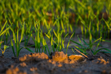 Close up young wheat seedlings growing in a field. Green wheat growing in soil. Close up on sprouting rye agriculture on a field in sunset. Sprouts of rye. Wheat grows in chernozem planted in autumn.