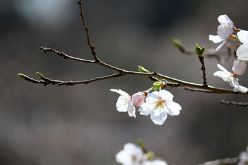 Close up photo of cherry blossoms in full bloom