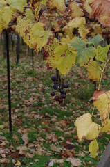 収穫されずに残された葡萄