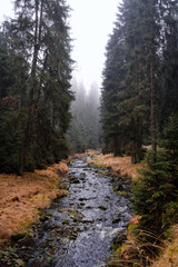 Obraz premium Herbstlicher Wald im Nebel