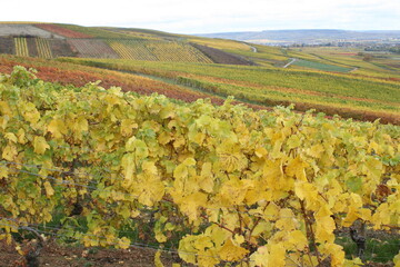 Weinlaub im Herbst. Weinberge. Weinst&ouml;cke.