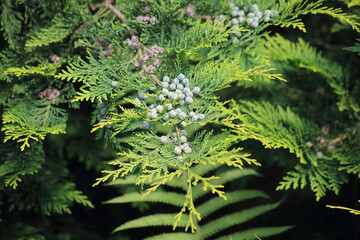 Branch of thuja