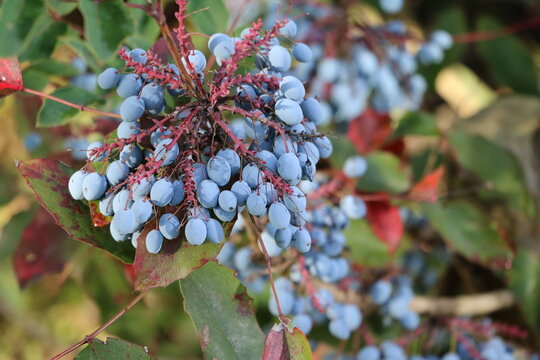 Blue berries of Mahonia aquifolium in fall, Germany