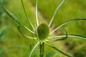 Wild teasel or fuller's teasel, isolated growing next to a corn field , scientific name Dipsacus...