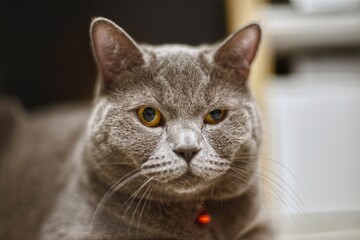 cat hungry © Bartosz