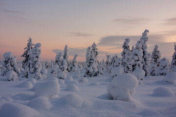 Snow covered trees on a cold winter evening after sunset in Finnish taiga forest at Finnish Lapland, Northern Finland, Europe