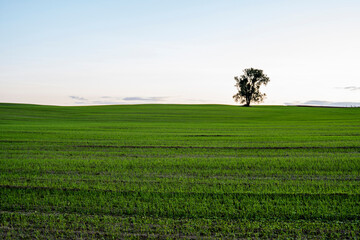 Landscape young wheat seedlings growing in a field. Green wheat growing in soil. Close up on sprouting rye agriculture on a field in sunset. Sprouts of rye. Wheat grows in chernozem planted in autumn.