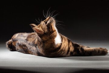 Kurilian bobtail cat