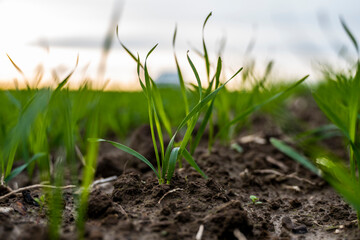 Close up young green wheat seedlings growing in a soil on a field in a sunset. Close up on sprouting rye agriculture on a field in sunset. Sprouts of rye. Wheat grows in chernozem planted in autumn.