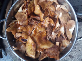 Nature. Mushrooms