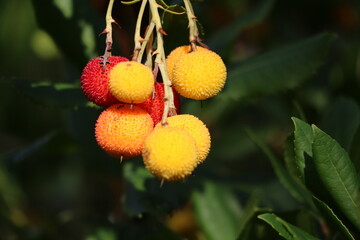 Strawberry tree with yellow and red fruits in autumn, Germany
